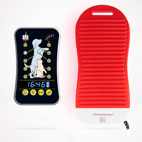 Pet Therapy P180 - Rentals